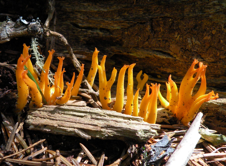 Heterobasidiomycetes trentini